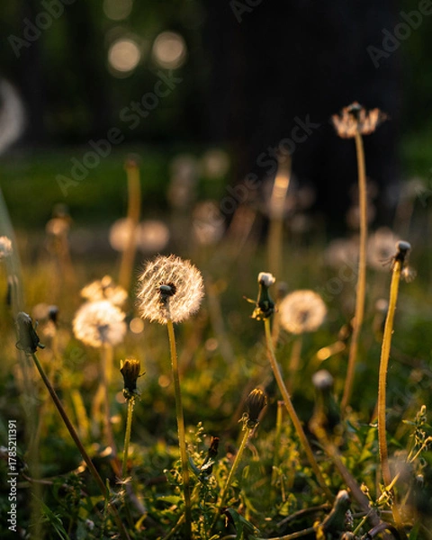 Obraz Dandelions in Warm Sunset Light