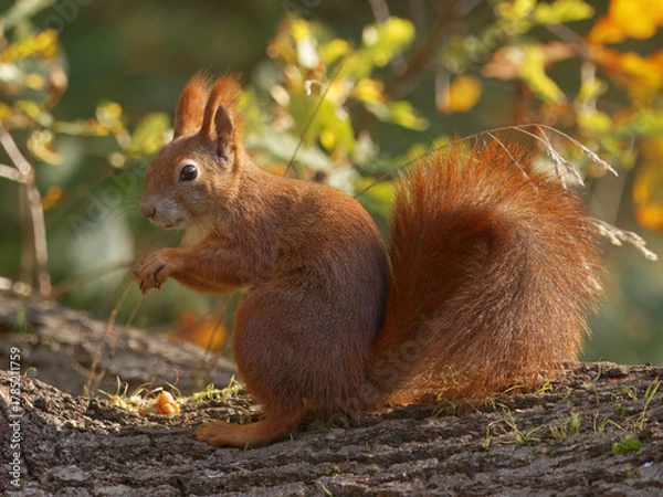 Fototapeta Eurasian Red Squirrel, Sciurus vulgaris sits on a tree trunk in Stromovka Park, Prague, illuminated by the soft golden light of late autumn.