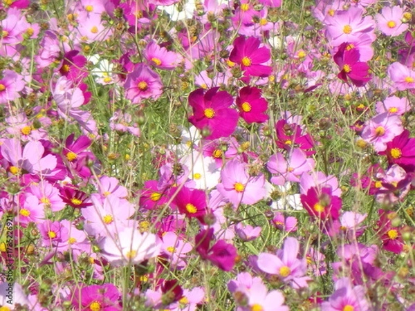 Obraz 白とピンクのコスモス畑の風景