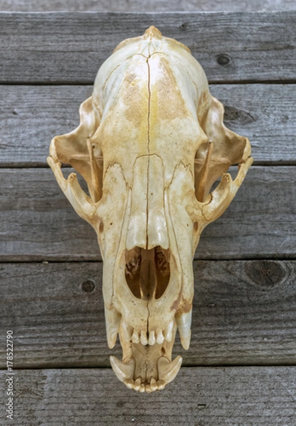 Fototapeta Bear Skull