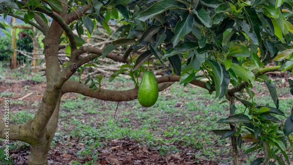 Fototapeta Close-up of a single green avocado hanging from a branch in a tropical orchard, surrounded by lush leaves and natural vegetation. Ideal for agriculture, farming, and organic food concepts.