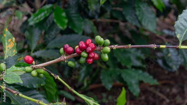 Fototapeta Close-up of a coffee branch holding ripening cherries in vibrant red and green colors. Perfect for illustrating coffee farming and harvest stages.