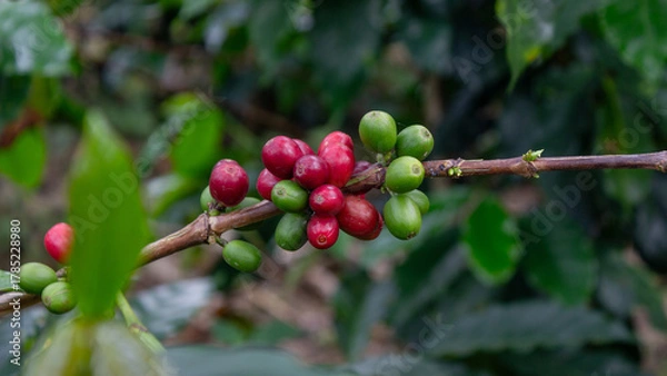 Fototapeta Detailed cluster of coffee cherries on a branch, showing a mix of mature red and unripe green fruits. Ideal for visuals about coffee production.