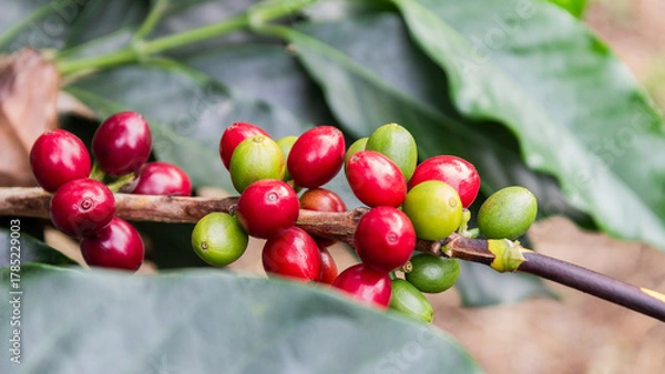 Fototapeta Macro image highlighting shiny red and green coffee cherries on a branch, with soft natural background. Great for food, agriculture, and coffee industry concepts.