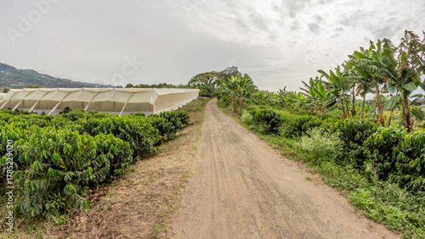 Fototapeta Agricultural pathway bordered by coffee plants, a modern drying greenhouse, and rows of banana trees in a mountainous tropical region. Perfect for sustainability and crop production concepts.