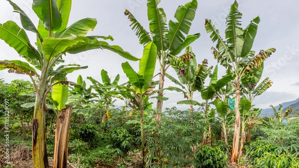 Fototapeta A mixed tropical plantation featuring tall banana plants surrounded by cassava and other vegetation. Perfect for agricultural, tropical farming, and food production themes.