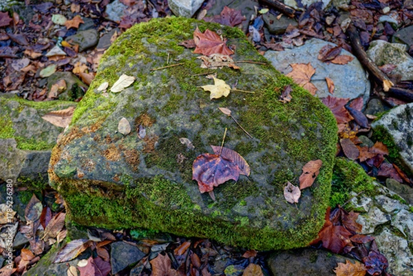 Obraz Fallen leaves on a rock