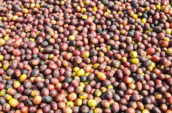 Obraz Fresh, unhulled coffee beans are laid out to dry in the sun.
