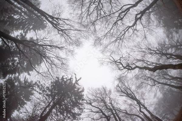 Obraz Senkrecht nach oben ausgeführte Fisheyeaufnahme in die Baumkronen eines nebelverhangenen,, herbstlichen Waldes