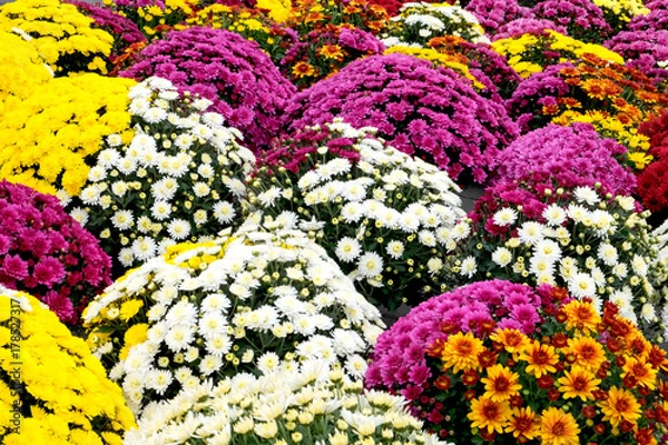 Fototapeta The floral carpet of colorful golden-daisy flowers (chrysanthemum)