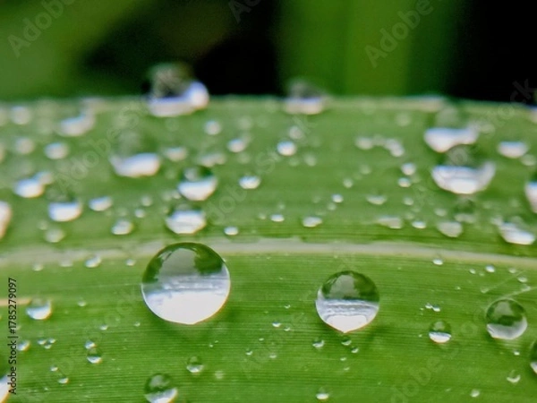 Obraz raindrops on leaf