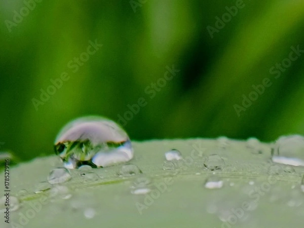 Fototapeta raindrops on leaf