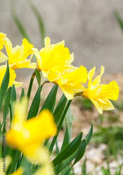 Obraz daffodils