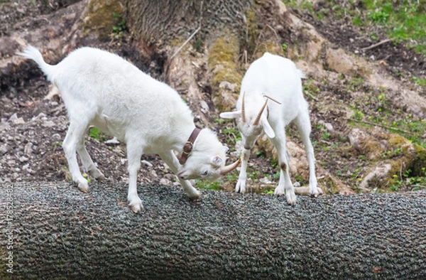 Obraz goats fight