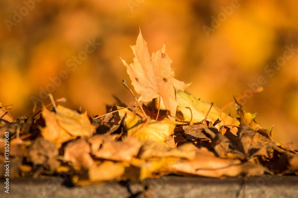 Obraz autumn maple leaves