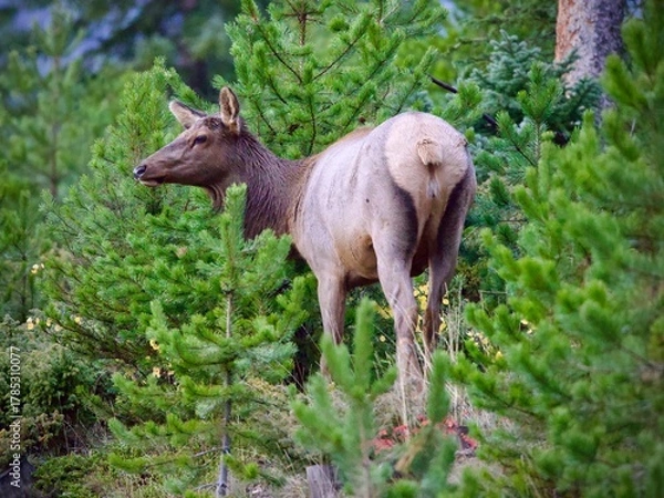 Obraz Elk in the forest 
