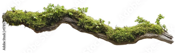 Fototapeta Moss-covered old branch showing natural greenery and texture
