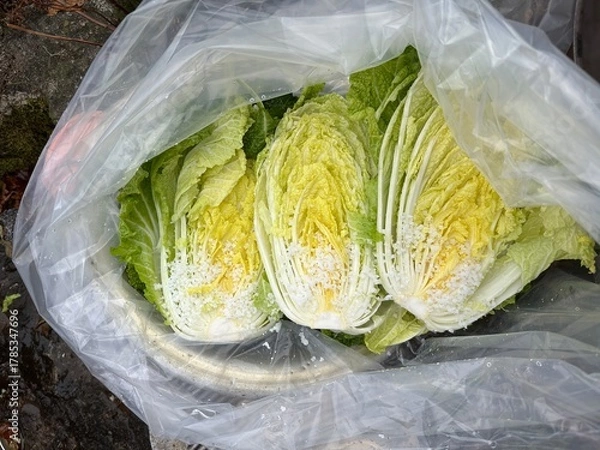 Obraz 배추를 소금에 절이는 모습