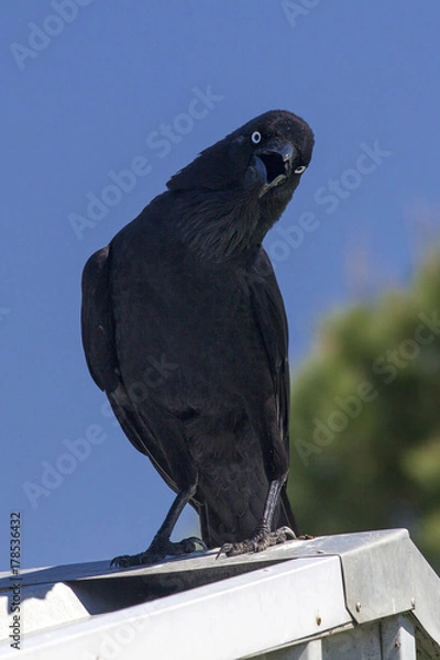 Fototapeta Raven