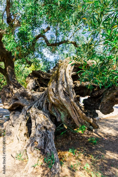 Obraz Old olive tree