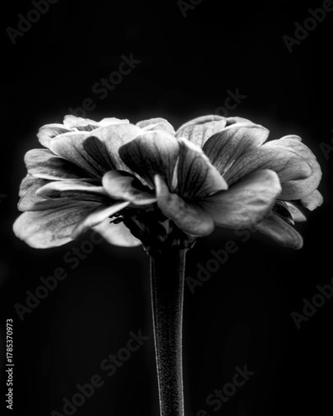 Fototapeta Dramatic black and white close-up of a Zinnia flower isolated against a dark background in late September, Waukesha County, Wisconsin.