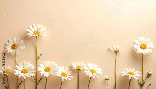 Obraz Delicate White Daisies with Yellow Centers Arranged in a Row Against a Soft Beige Background in Gentle Light