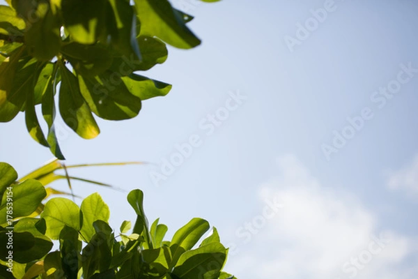 Fototapeta Blue sky with clouds and leaves from a plant