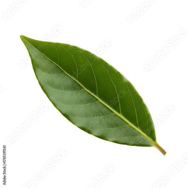Obraz A Single Vibrant Green Leaf With A Transparent Background In A Studio Setting