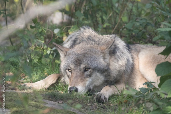 Fototapeta Gray wolf