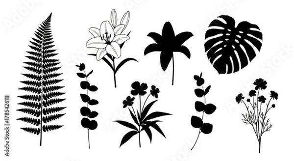Fototapeta Elegant botanical line art set with ferns, lily, monstera and flora.