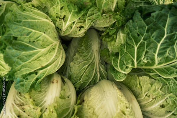Fototapeta Close-up view of fresh Napa cabbage heads, showcasing textured green leaves and natural patterns.