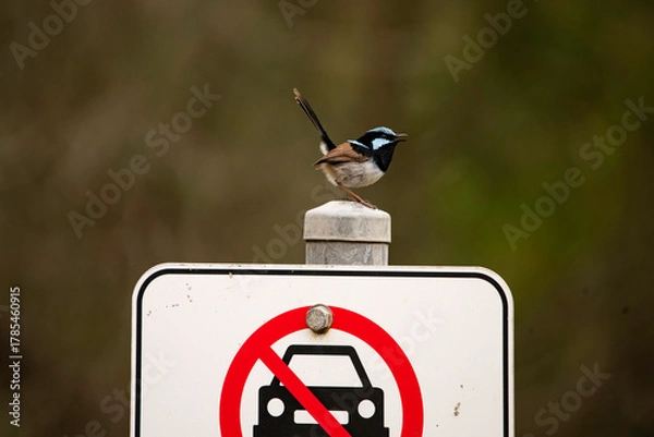 Fototapeta Fairy wren on a sign