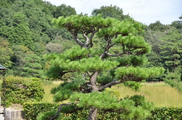 Obraz Nature　自然