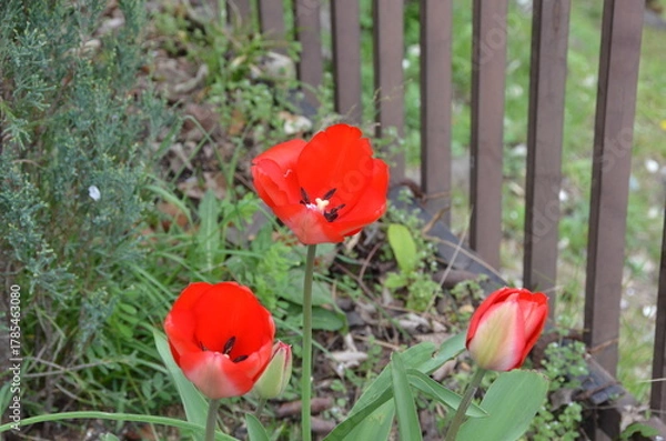 Obraz Nature　自然