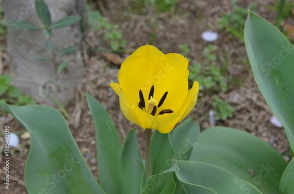 Obraz Nature　自然