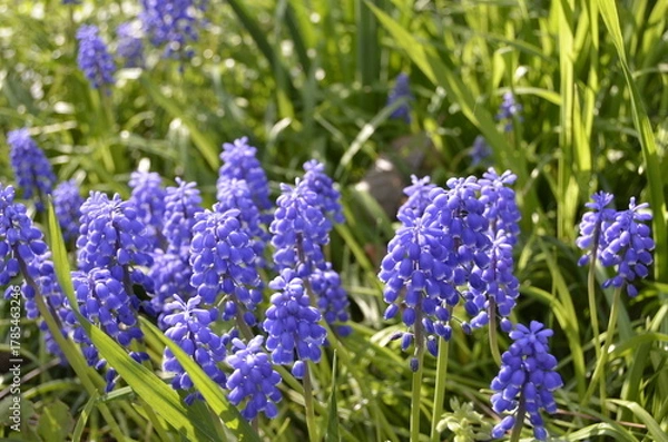 Obraz Nature　自然