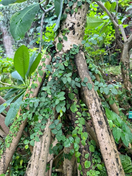 Obraz タコノキの気根