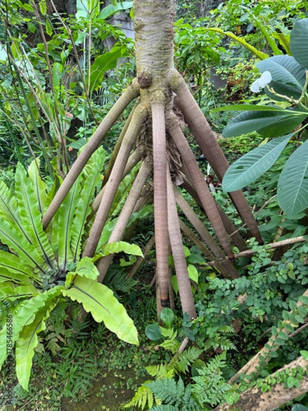 Obraz タコノキの気根