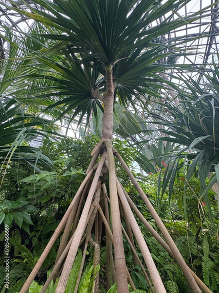 Obraz タコノキの気根