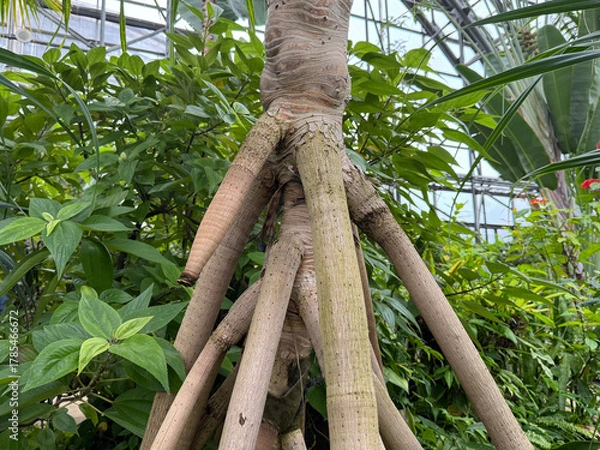 Fototapeta タコノキの気根