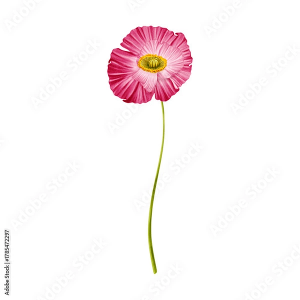 Obraz Pink poppy watercolor on isolated background. Poppy flower of wildflower clipart