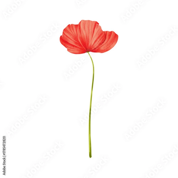 Obraz red poppy watercolor on isolated background. Poppy flower of wildflower clipart