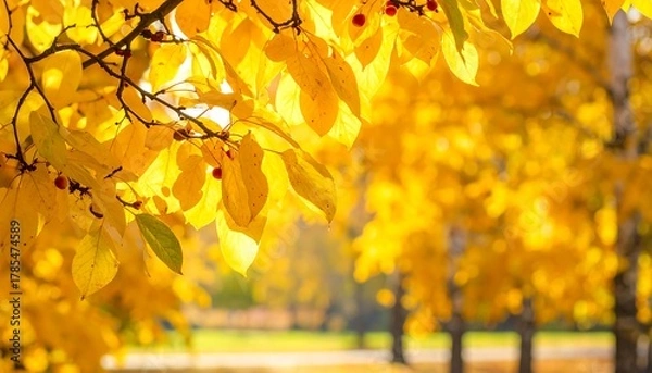 Fototapeta Autumn scene featuring vibrant yellow leaves and a blurred park background