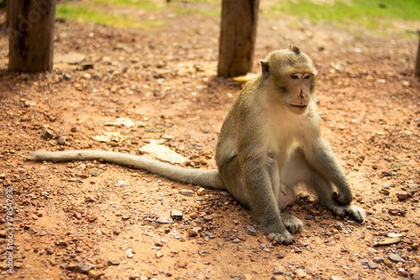 Fototapeta Golden hairy monkey with bloody face with sad eyes,Monkey is injured.
