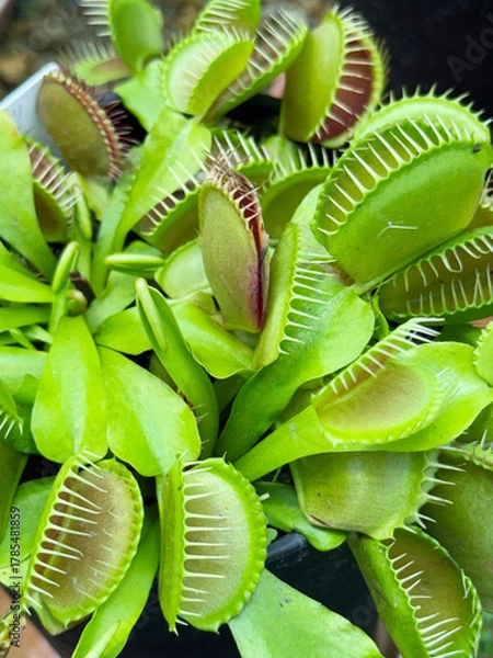 Obraz ハエトリグサ