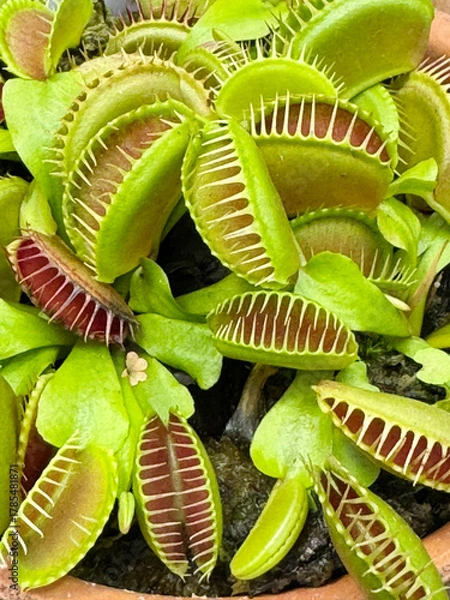 Obraz ハエトリグサ