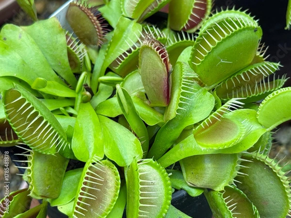 Obraz ハエトリグサ