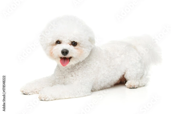 Obraz beautiful bichon frisee dog