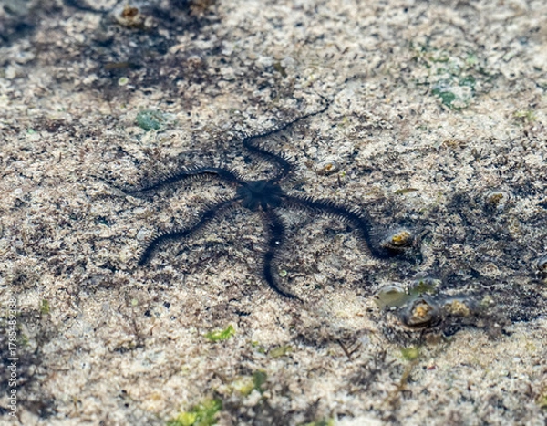 Fototapeta Black brittle star (Ophiocomina nigra) exposed on wet sand during low tide at Watamu Beach, Kenya. This echinoderm, with its slender, flexible arms, is captured in a rare intertidal moment.