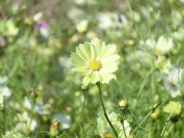 Fototapeta 日を浴びる黄色のコスモス